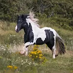 Ferienzimmervermietung Reitferien *