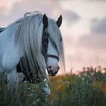 Landhuis Ferienzimmervermietung Reitferien *