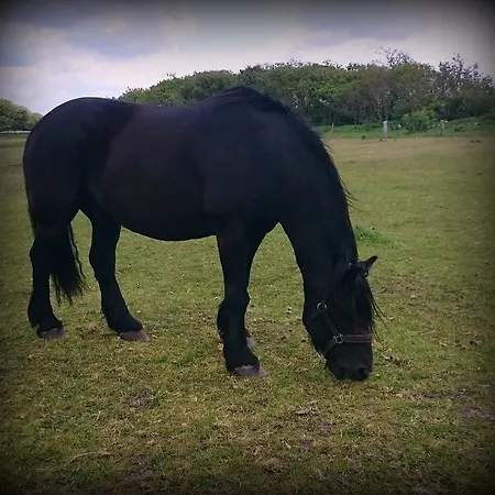 Gospodarstwo wiejskie Ferienzimmervermietung Reitferien *