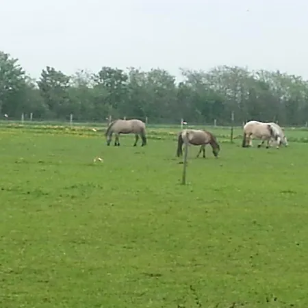 Ferienzimmervermietung Reitferien Skærbæk