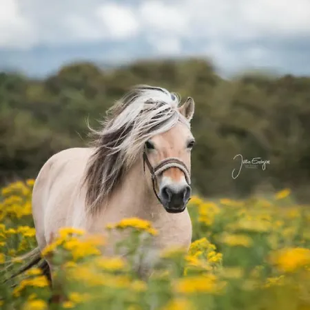 Ferienzimmervermietung Reitferien