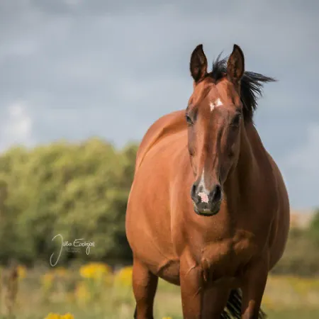 Ferienzimmervermietung Reitferien *