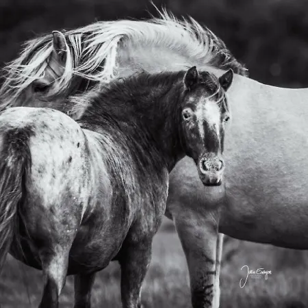 Ferienzimmervermietung Reitferien *