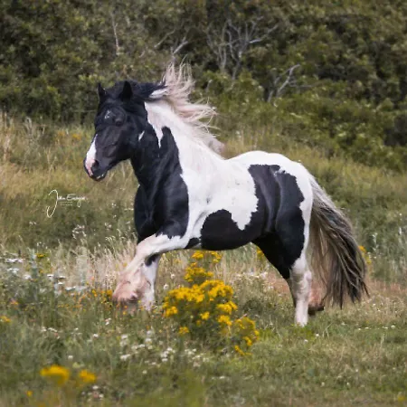 Ferienzimmervermietung Reitferien *