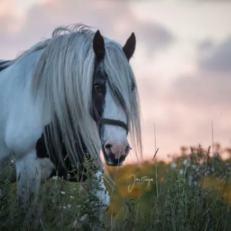 Gospodarstwo wiejskie Ferienzimmervermietung Reitferien *