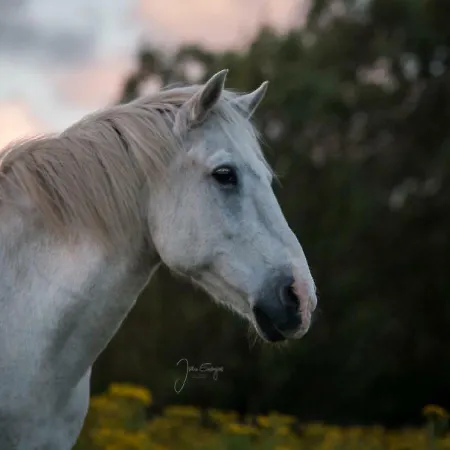 Ferienzimmervermietung Reitferien Casa rural Skærbæk