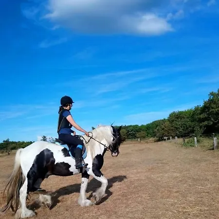 Ferienzimmervermietung Reitferien Skærbæk